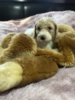 Ginger, a female Poodle - Multi-Colored Standard for sale in Interlachen, FL – 3 of 10