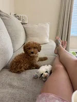 Winnie, a female Miniature Goldendoodle for sale in Jacksonville Beach, FL – Photo 3 of 3