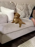 Winnie, a female Miniature Goldendoodle for sale in Jacksonville Beach, FL – Photo 2 of 3