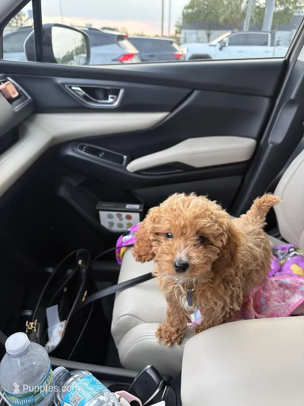 Winnie – Miniature Goldendoodle puppy for sale in Jacksonville Beach, FL