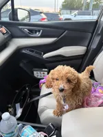 Winnie, a female Miniature Goldendoodle for sale in Jacksonville Beach, FL – Photo 1 of 3