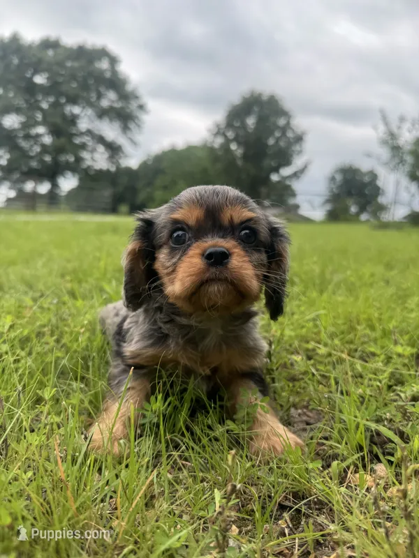 Dale – Cavalier King Charles Spaniel puppy for sale in Dora, MO