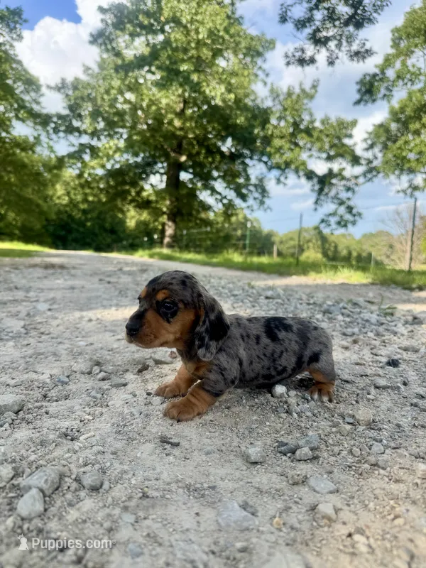 Carly  – Miniature Dachshund puppy for sale in Dora, MO
