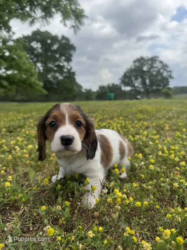 Miranda – Miniature Dachshund puppy on hold in Dora, MO