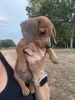 Stella , a female Miniature Dachshund for sale in Dora, MO – 5 of 5