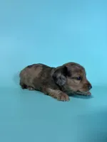 Blue, a male Miniature Dachshund for sale in Dora, MO – 8 of 9