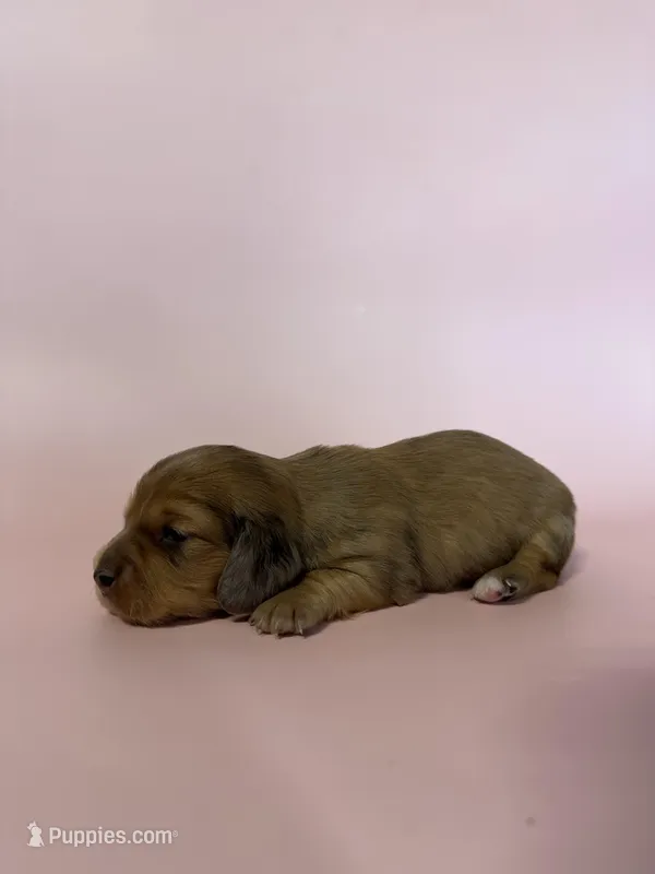 Reba – Miniature Dachshund puppy for sale in Dora, MO