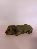 Reba, a female Miniature Dachshund for sale in Dora, MO – Photo 1 of 3