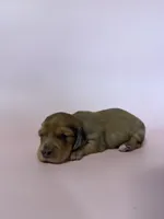 Reba, a female Miniature Dachshund for sale in Dora, MO – Photo 2 of 3