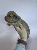 Reba, a female Miniature Dachshund for sale in Dora, MO – Photo 3 of 3