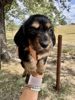 Madi, a female Miniature Dachshund for sale in Dora, MO – 2 of 3