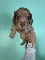 Madden, a male Miniature Dachshund for sale in Dora, MO – 4 of 8