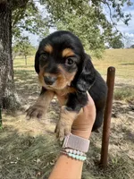 Marvin, a male Miniature Dachshund for sale in Dora, MO – 1 of 3