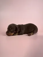 Emery , a female Miniature Dachshund for sale in Dora, MO – 2 of 2