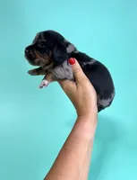Carl , a  Miniature Dachshund for sale in Dora, MO – 2 of 4