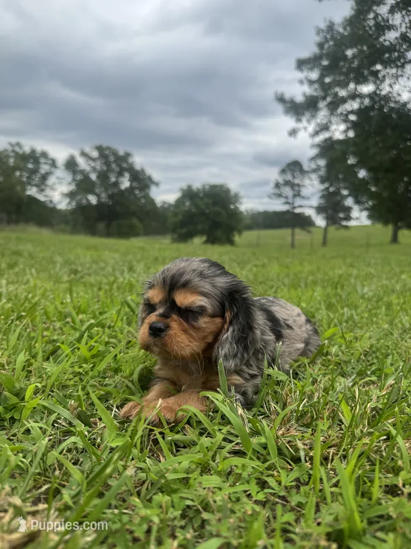 Dally  – Cavalier King Charles Spaniel puppy on hold in Dora, MO