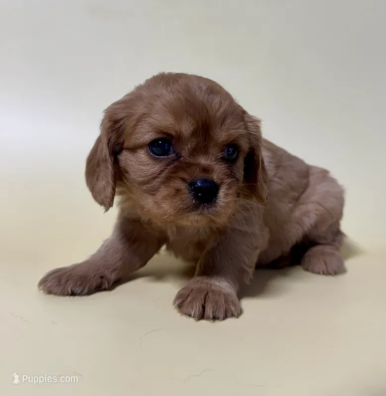 Davy, a male Cavalier King Charles Spaniel for sale in Dora, MO – 1 of 2