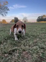 Izzy, a female Miniature Dachshund for sale in Dora, MO – 2 of 6