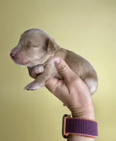 Kahla , a female Miniature Dachshund for sale in Dora, MO – Photo 2 of 5