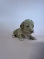 Kahla , a female Miniature Dachshund for sale in Dora, MO – Photo 3 of 5