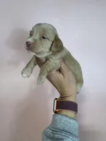 Kahla , a female Miniature Dachshund for sale in Dora, MO – Photo 4 of 5