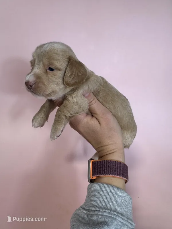 Kahla  – Miniature Dachshund puppy for sale in Dora, MO