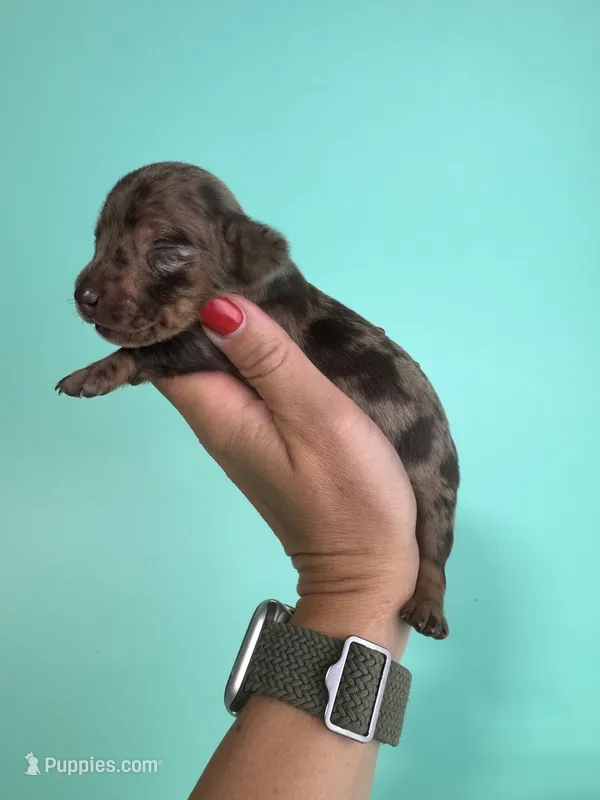 Elliot – Miniature Dachshund puppy for sale in Dora, MO