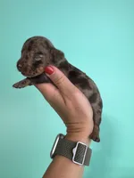 Elliot, a male Miniature Dachshund for sale in Dora, MO – 1 of 2
