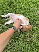 Zada, a female Cavalier King Charles Spaniel for sale in Dora, MO – 4 of 5
