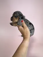 Carly , a female Miniature Dachshund for sale in Dora, MO – 4 of 4