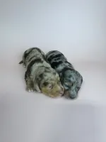 Delilah, a female Miniature Dachshund for sale in Dora, MO – 4 of 5