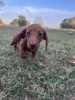 Linny, a female Miniature Dachshund for sale in Dora, MO – 6 of 6