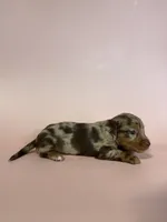 Maggie, a female Dachshund for sale in Dora, MO – 3 of 6