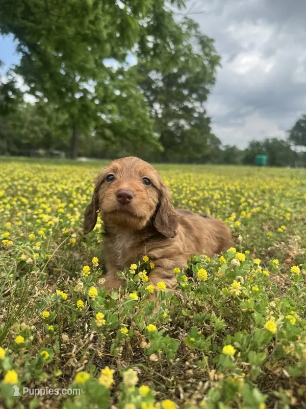 Blake  – Miniature Dachshund puppy on hold in Dora, MO