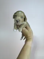 Abby , a male Miniature Dachshund for sale in Dora, MO – 3 of 4