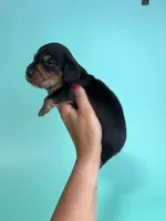 Adam, a male Miniature Dachshund for sale in Dora, MO – 3 of 3