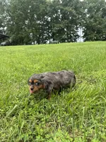 Zenon, a female Cavalier King Charles Spaniel for sale in Dora, MO – 3 of 4