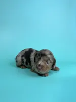 Dev, a male Miniature Dachshund for sale in Dora, MO – 2 of 4
