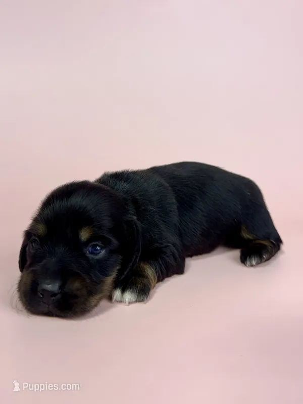 Callie – Miniature Dachshund puppy for sale in Dora, MO