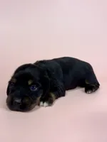 Callie, a  Miniature Dachshund for sale in Dora, MO – 1 of 3