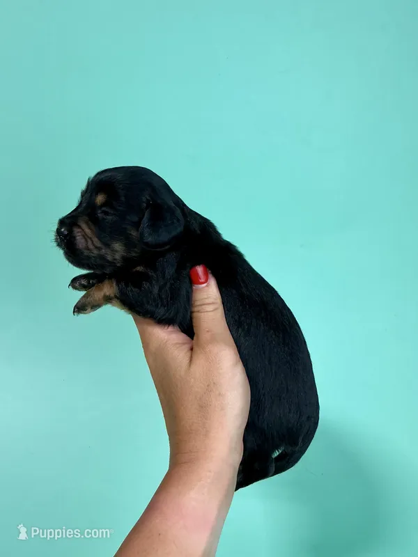 Sam – Miniature Dachshund puppy for sale in Dora, MO