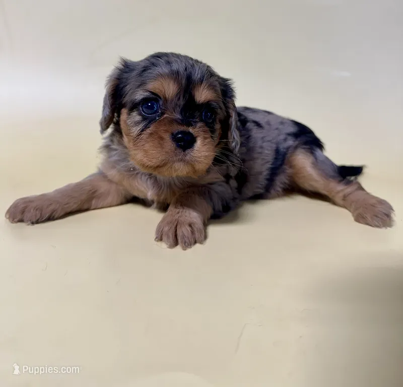 Delilah  – Cavalier King Charles Spaniel puppy for sale in Dora, MO
