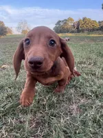 Linny, a female Miniature Dachshund for sale in Dora, MO – 3 of 6