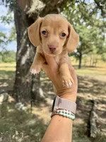 Madden, a male Miniature Dachshund for sale in Dora, MO – 3 of 3