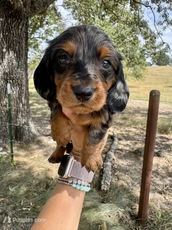 Matt – Miniature Dachshund puppy for sale in Dora, MO