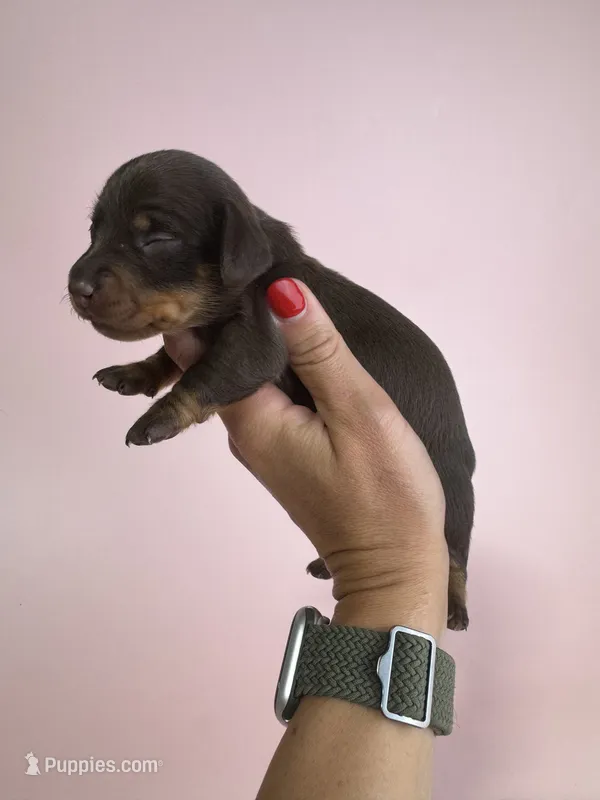 Emery  – Miniature Dachshund puppy for sale in Dora, MO