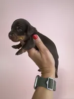 Emery , a female Miniature Dachshund for sale in Dora, MO – 1 of 2