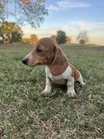 Izzy, a female Miniature Dachshund for sale in Dora, MO – 6 of 6