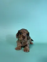 Madden, a male Miniature Dachshund for sale in Dora, MO – 2 of 8
