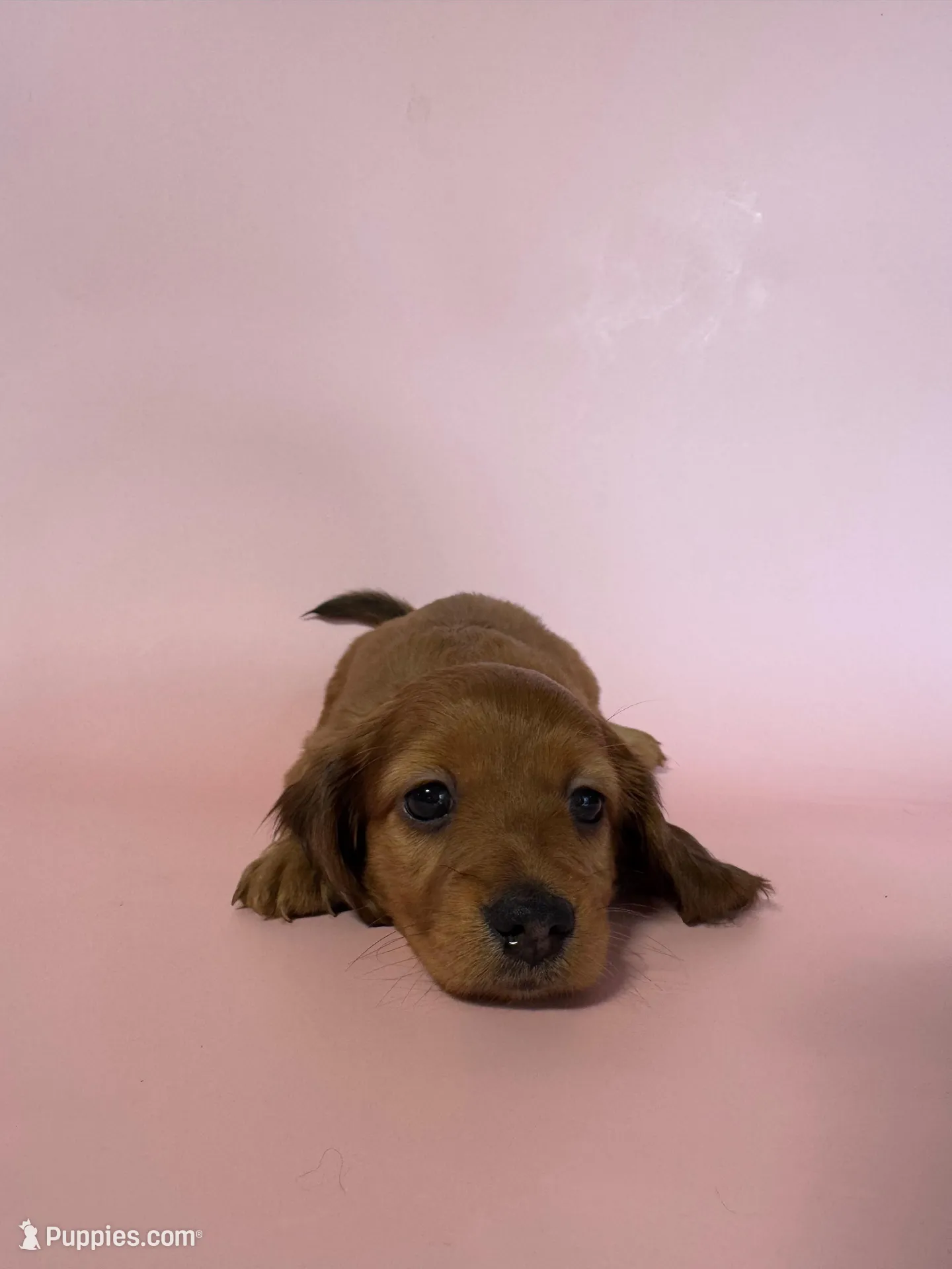 Langley , a female Miniature Dachshund for sale in Dora, MO – 2 of 7